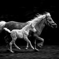 Mother & Foal